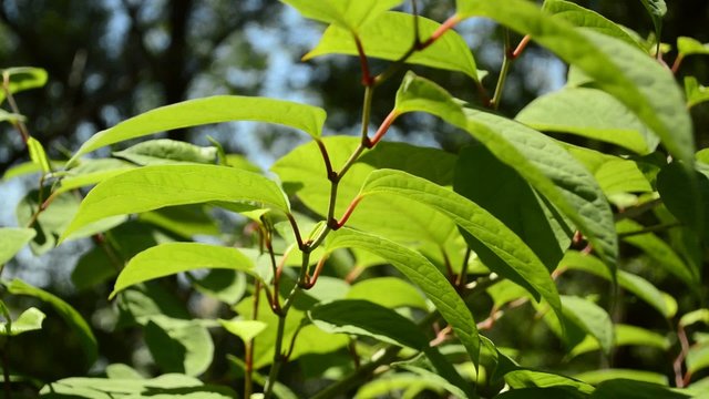 Japanische Staudenkn&ouml;terich,Fallopia japonica, Neophyt mit starker Ausbreitung in Deutschland