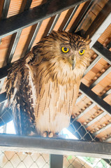 owl with a big eye