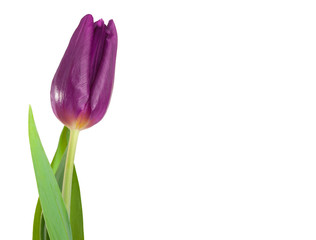 violet tulip flower