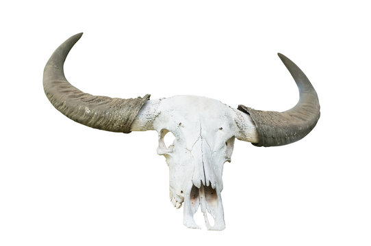 buffalo skull on isolate