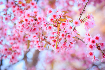 Japanese cherry blossom in spring