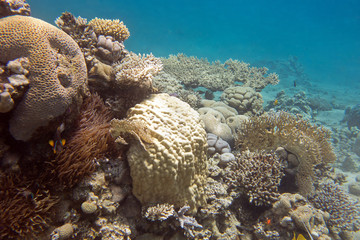 Fototapeta na wymiar coral reef with hard corals in tropical sea, underwater