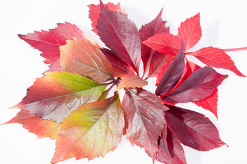 autumn colorful leveas of parthenocissus on white background