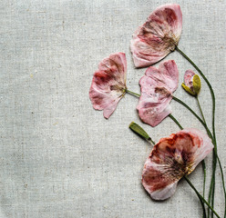 Dry red poppy flowers looks like embroidery on linen background