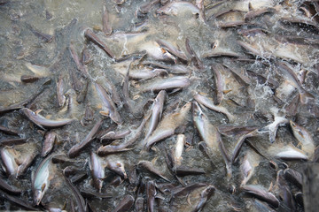 Feeding Frenzy of Fish (mostly catfish)