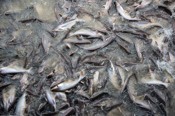 Feeding Frenzy of Fish (mostly catfish)