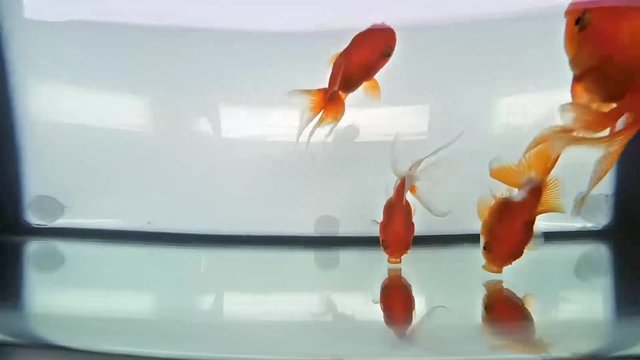 Top view of the little goldfish swimming in the aquarium