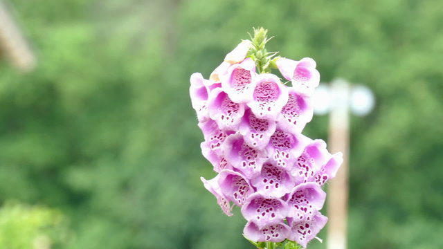 thimble
