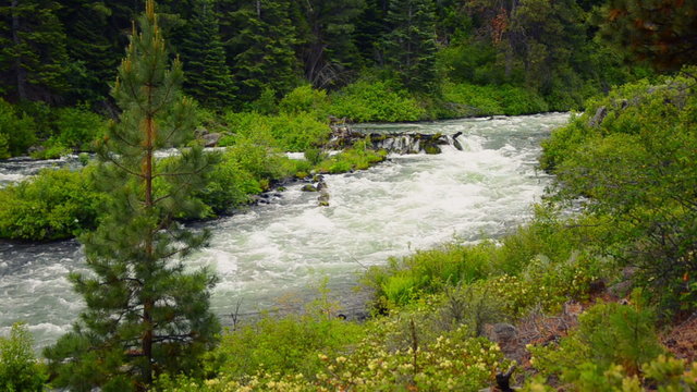 Deschutes river near Bend, Oregon rushing past a tree