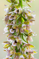 Orchidea Epipactis helleborine
