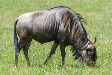 Ñu Azul pastando. Connochaetes taurinus.
