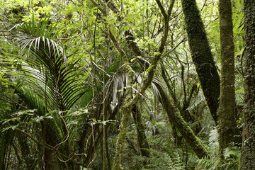 Fototapeta premium Jungle