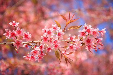 Beautiful cherry blossom, Chiang Mai, Thailand