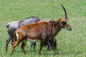 Ant&iacute;lope Sable y &Ntilde;u Azul en la pradera. Hippotragus niger. Connochaetes taurinus.
