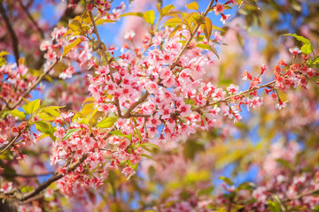 Beautiful cherry blossom, Chiang Mai, Thailand