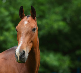 Bay polo pony portrait  in stud farm