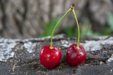 Fresh red cherry on birch logs