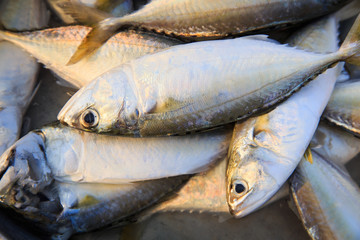 Fresh raw mackerel fish in market , Thailand