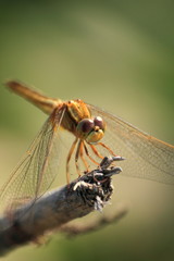 Dragonfly
