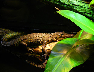 The baby crocodile in Vienna zoo