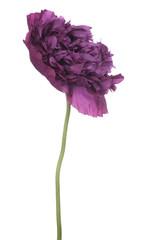 Fototapeta premium poppy