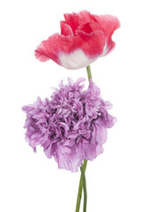 Fototapeta premium poppy