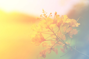 Floral background