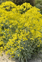 Isatis tinctoria / Pastel des teinturiers / Guède