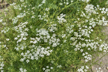 Cuminum cyminum / Cumin