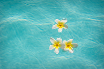 Fototapeta na wymiar Three frangipanis Floating on Swimming Pool