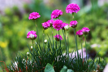 bright colorful flowers on a green background