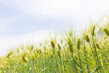 Obraz premium 小麦畑