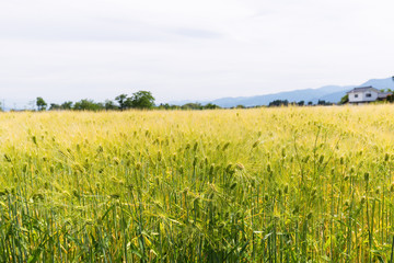 小麦畑