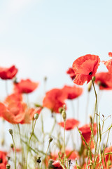 Obraz premium Poppy flowers retro peaceful summer background