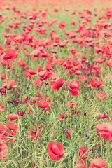 Obraz na płótnie Canvas Poppy flowers retro peaceful summer background