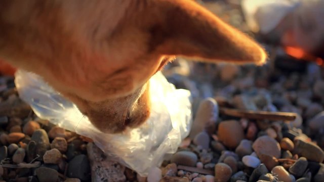 stray dog eating garbage in the beach