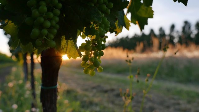 Grappe and Sunset -France, Aquitaine Region, Gironde Department, Saint-Emilion, Bordeaux Vineyard