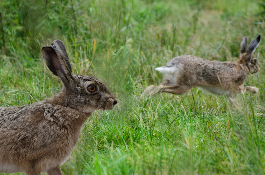 hasen in der wiese,sch&auml;rfe auf das auge