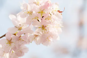Afwasbaar Fotobehang Kersenbloesem Branch of blossoming Oriental cherry sakura close up against sky