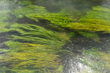 信州・安曇野の清流