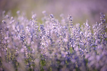 Blooming lavender field closeup