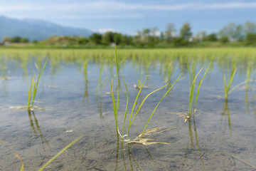 春の水田