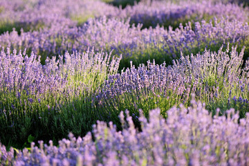 Fototapeta premium Lavender field in the evening light