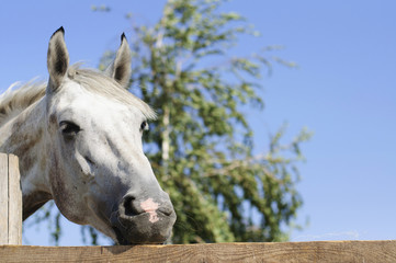 Beautiful purebred horse over stable door
