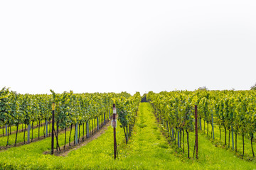 Grapevine / vineyard isolated