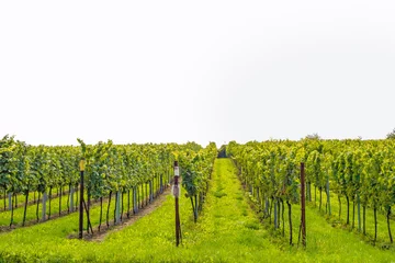 Poster Grapevine / vineyard isolated © aldorado