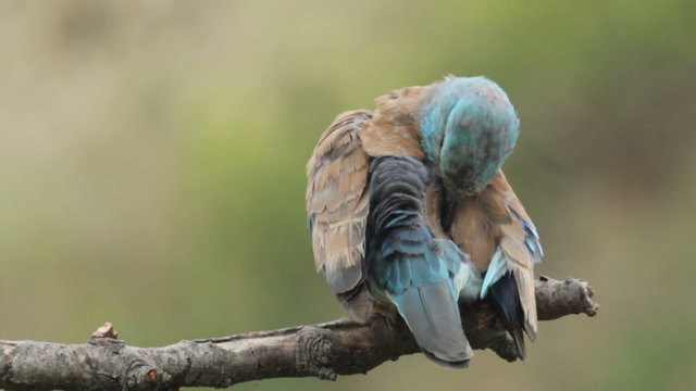 Couple of European rollers perching on a branch in front of the nest. Rare birds European rollers sitting on a branch, sunset light and blur green yellow background, Coracias garulus.