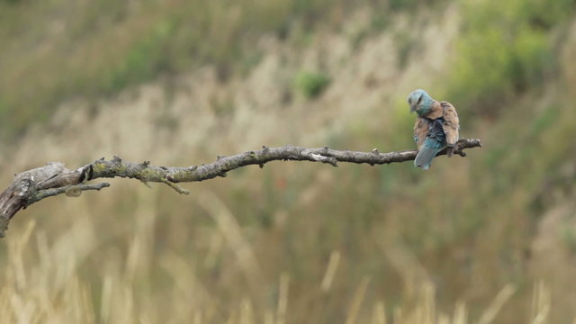 Couple of European rollers perching on a branch in front of the nest. Rare birds European rollers sitting on a branch, sunset light and blur green yellow background, Coracias garulus.
