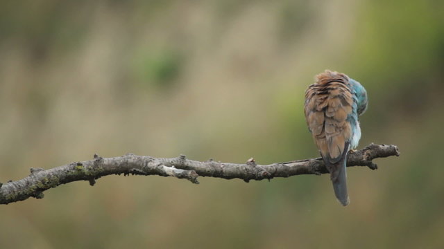 Couple of European rollers perching on a branch in front of the nest. Rare birds European rollers sitting on a branch, sunset light and blur green yellow background, Coracias garulus.