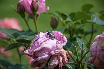 harmful insect on rose